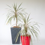 Cordyline with variegated leaf