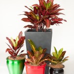 Crotons - Various Colours