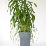 Dracaena Janet Craig with Ponytail Palms as fillers underneath