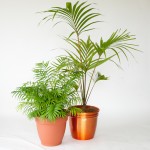 Kentia Palm and Chamaedorea