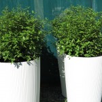 Create an avenue with these little burgers in white lechuza planters