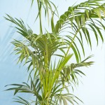 Pool Clinic - Plants by Jungles Plant Hire