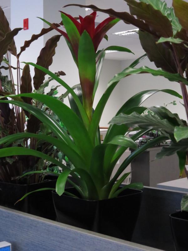 View indoor plants for hire