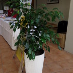 Ficus in Lechuza planter, New Zealand Epiculture Industry Conference 2014
