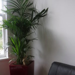 Kentia Palm in red Lechuza planter.